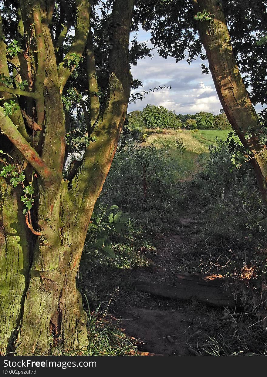 View Through Branches