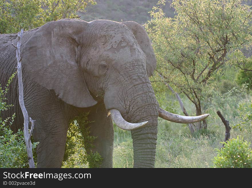 Bull elephant