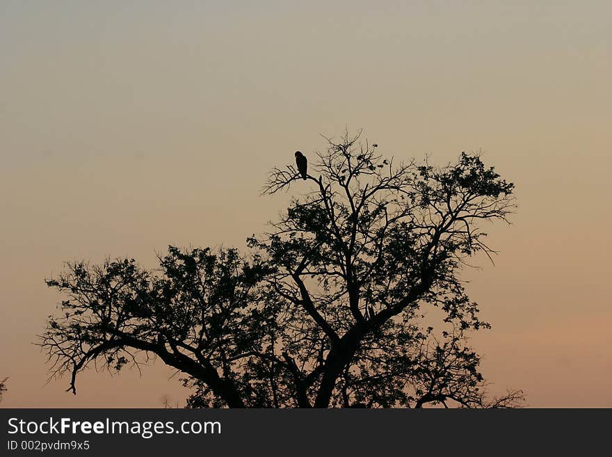 African Sunrise