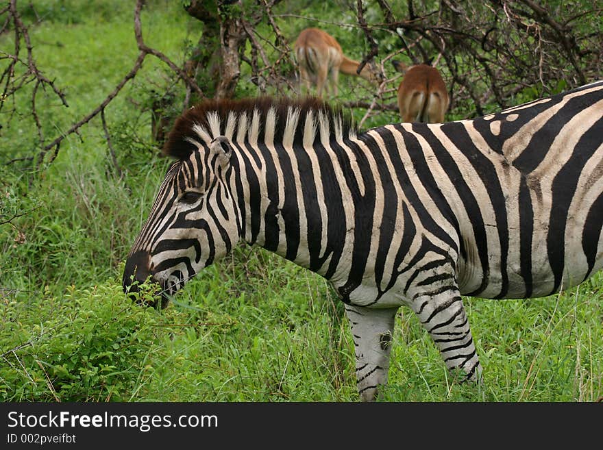 Zebra grazing after good rain