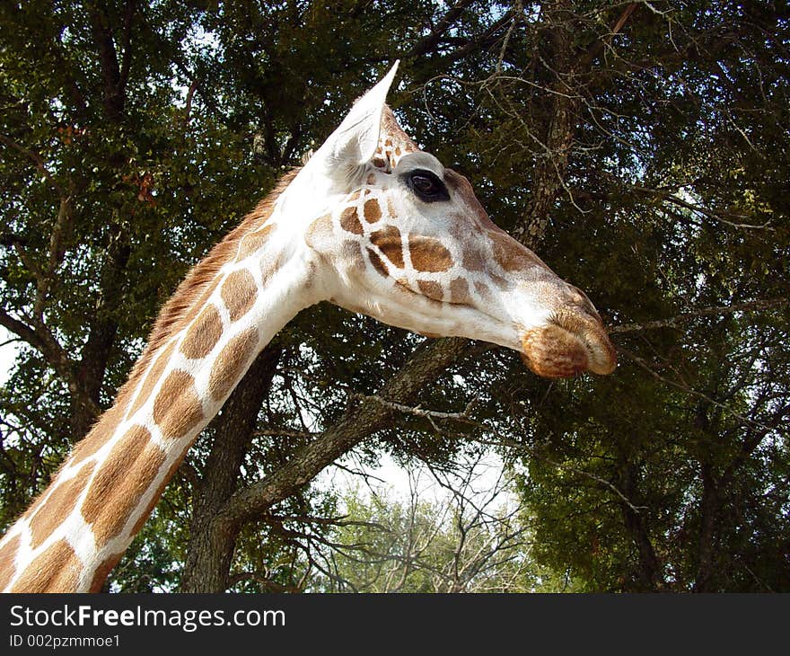 A closeup of a giraffe's head and neck. A closeup of a giraffe's head and neck