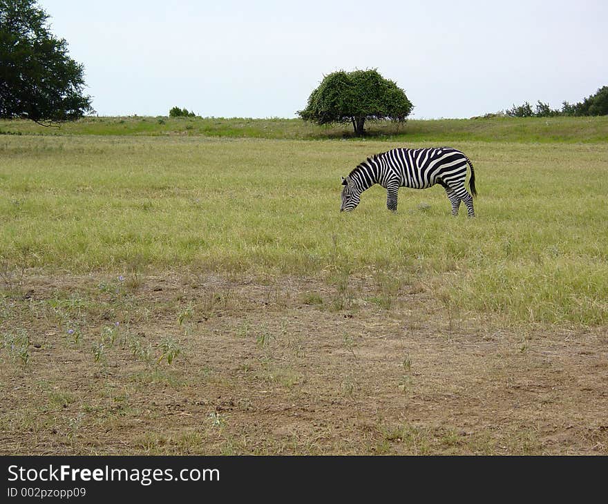 A zebra grazing in a field. A zebra grazing in a field