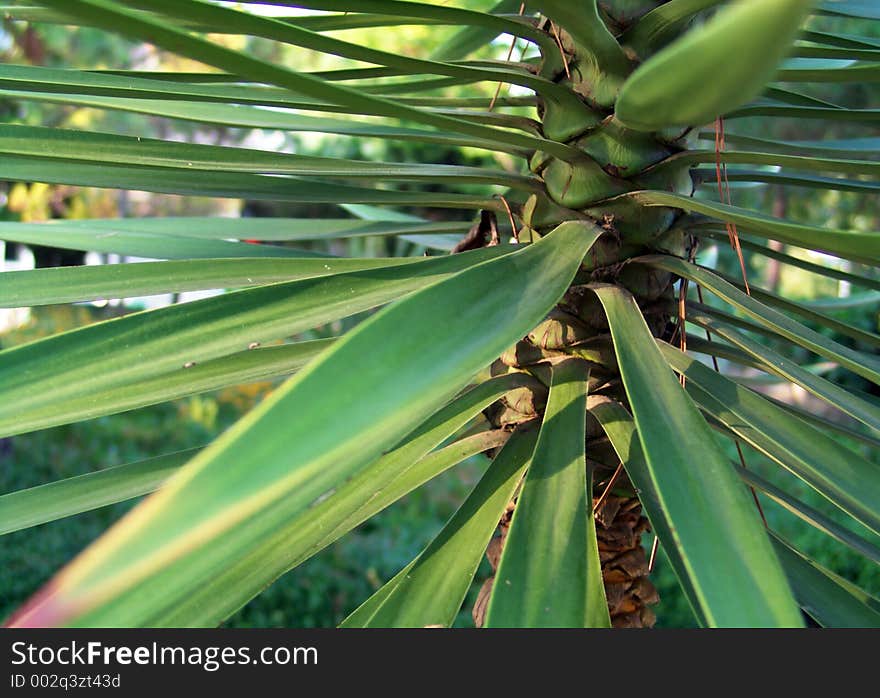 Macro of palm. Macro of palm