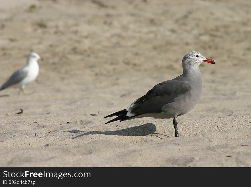 Birds in the Sand