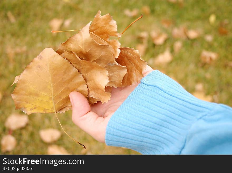 Hand holding leaves