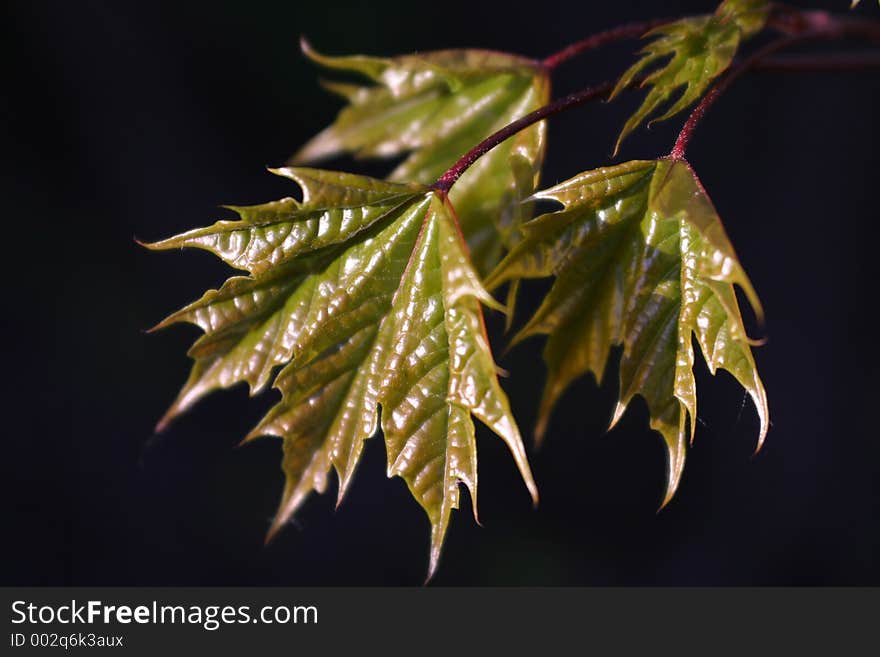 Leaf on the black