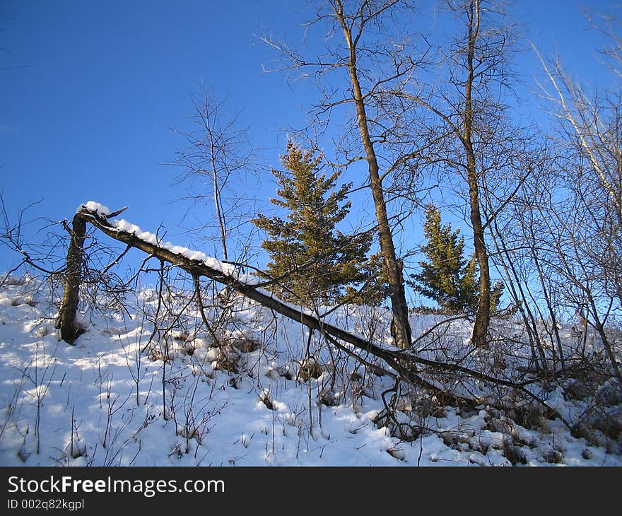 Bent tree scenic