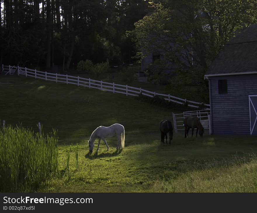 Three Horses