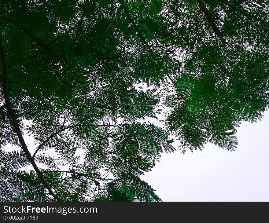 Green Leaves