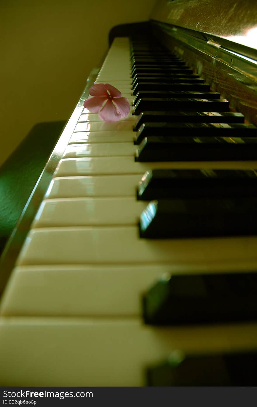 Flower On Piano Key