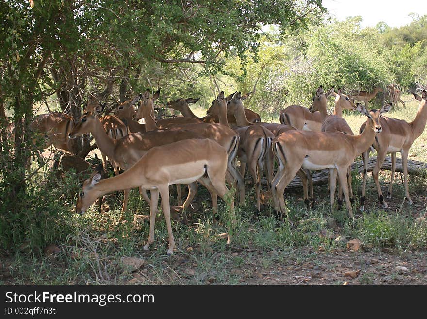 Impala herd