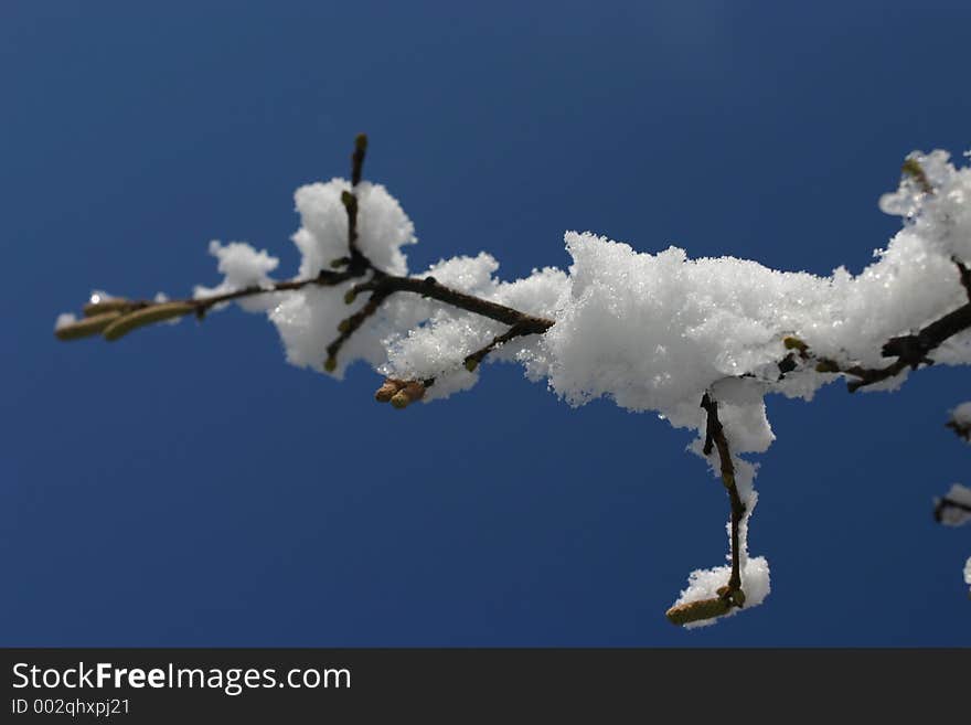 Berry with snow closeup on sky background