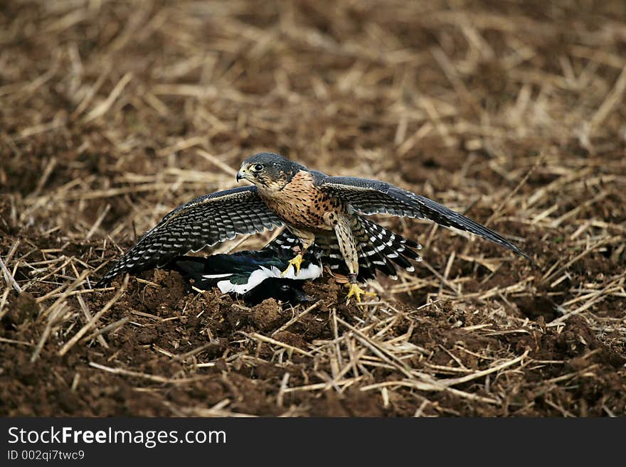 Peregrine Falcon x Merlin with freshly killed magpie. Peregrine Falcon x Merlin with freshly killed magpie