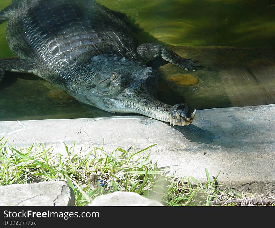 Caiman Close Teeth