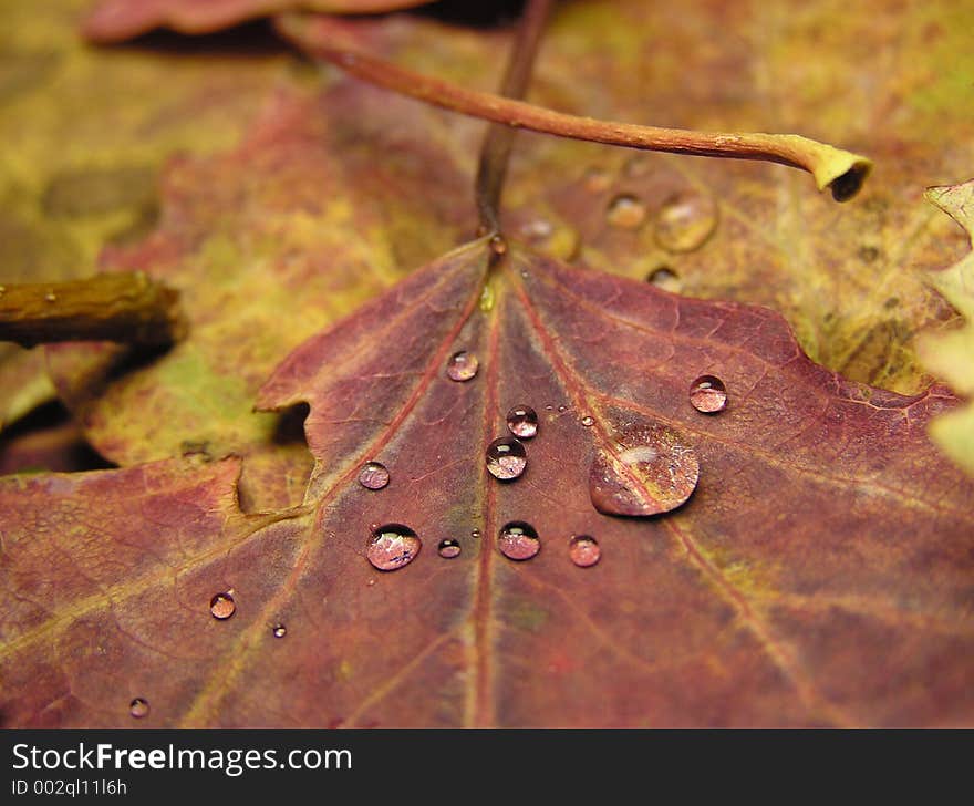 Autumn leaf lies on a lamp