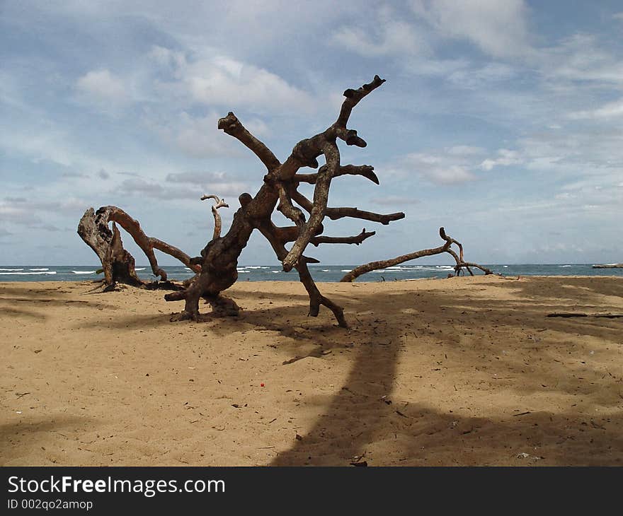 A giant snag