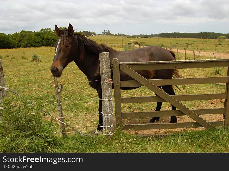 Farmland. Uruguay. Farmland. Uruguay