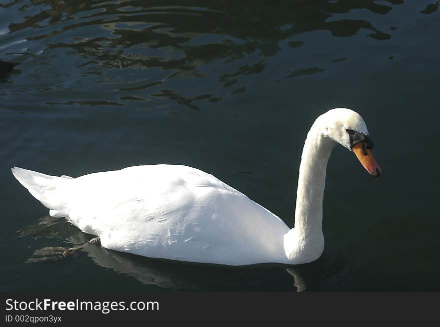 Swan on lake.