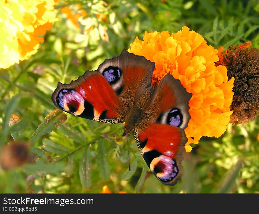 Sit on the orange flower. Sit on the orange flower