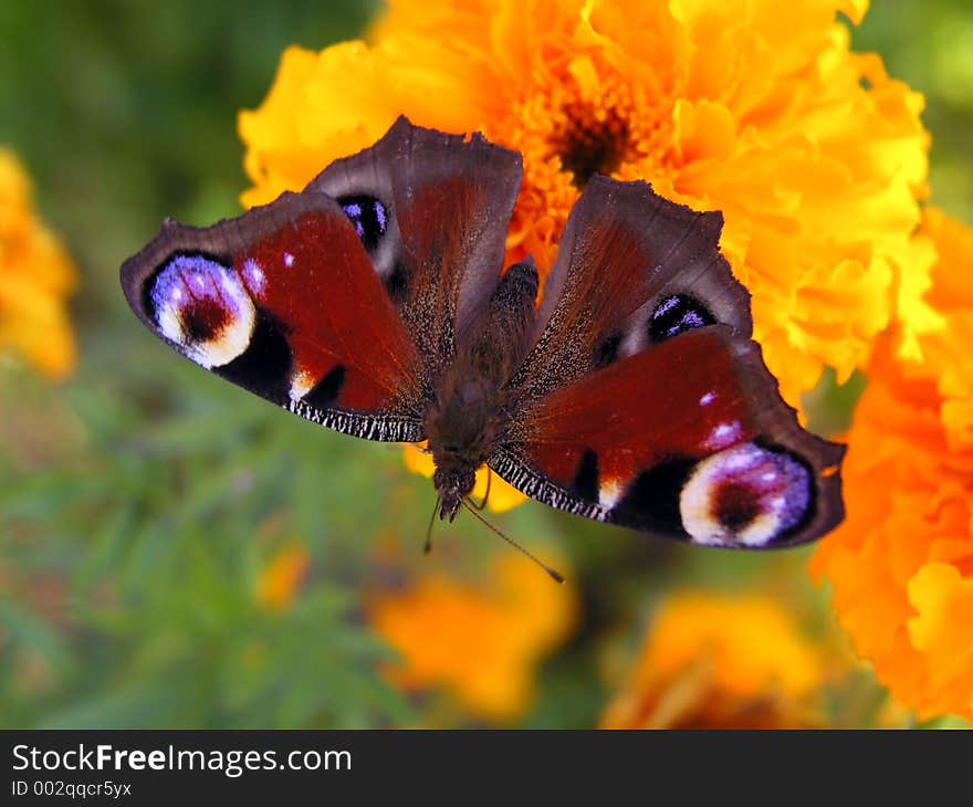 Sit on the orange flower. Sit on the orange flower