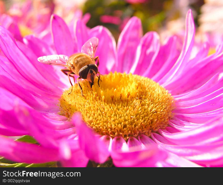 Harvesting nectar. Harvesting nectar