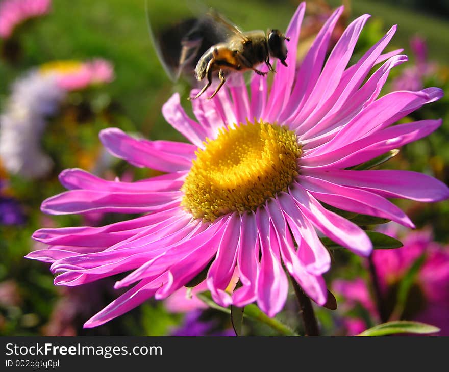 Fly and butterfly fly away from the pink flower. Fly and butterfly fly away from the pink flower