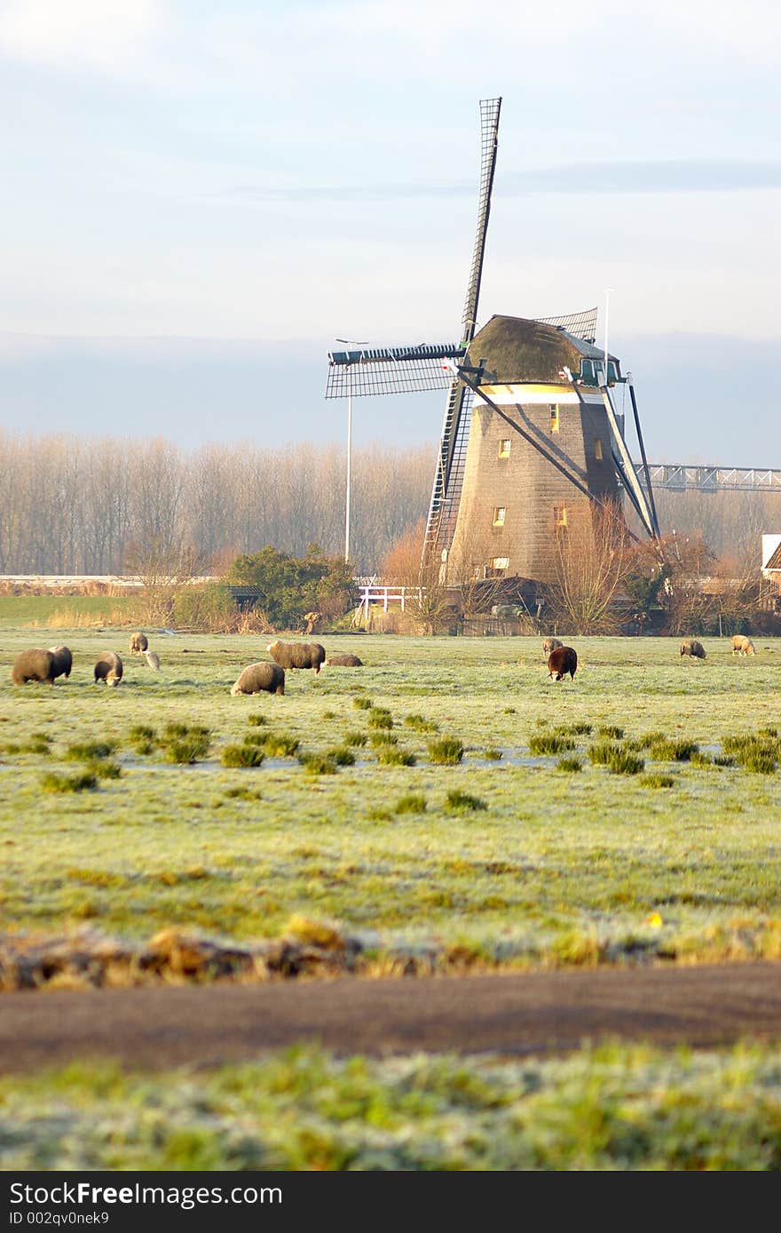 Dutch mill in Farm area with sheep in the foreground. Dutch mill in Farm area with sheep in the foreground.