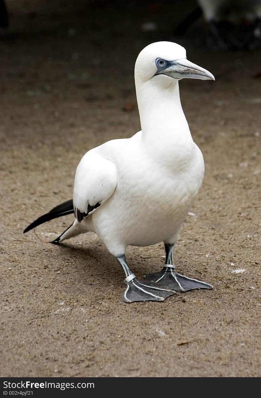 White Birdy