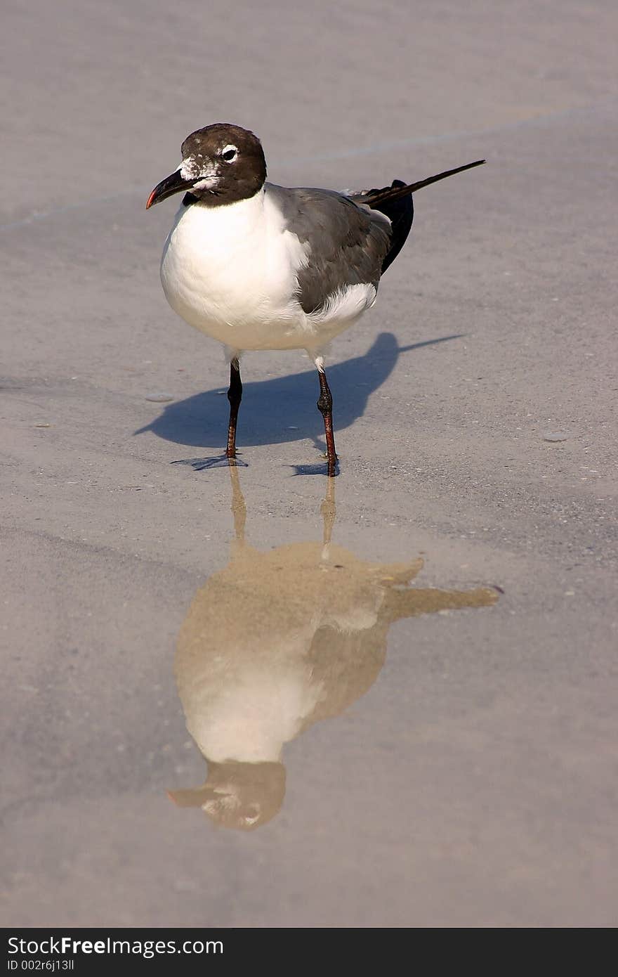 Sea Gull Reflections