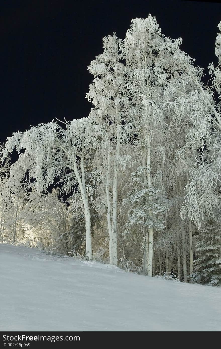 Frozen trees in a cold night. Frozen trees in a cold night