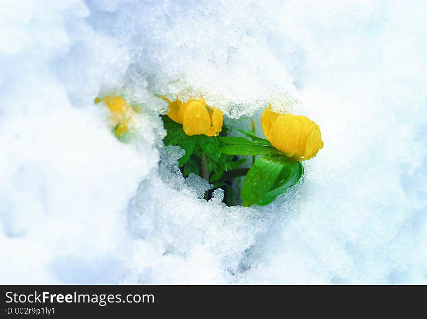 Macro of a spring flower breacking throug the snow. Macro of a spring flower breacking throug the snow