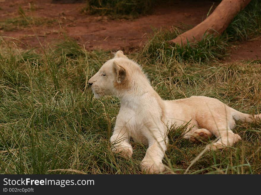 White lion pup