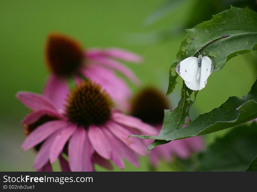 Butterfly On Leaf