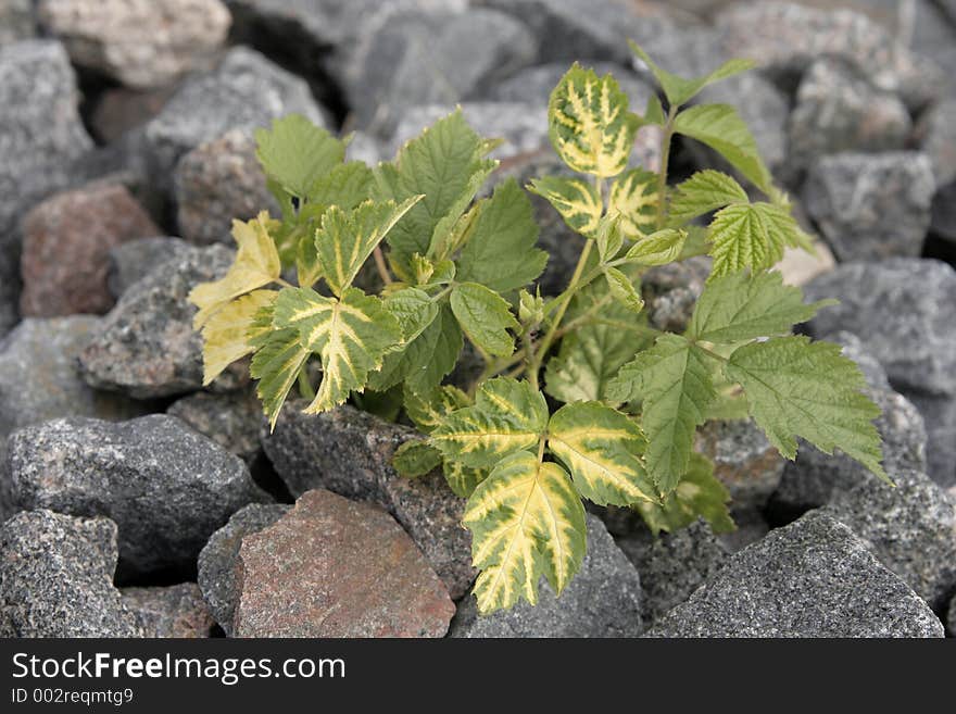 Green shrub in the rocks