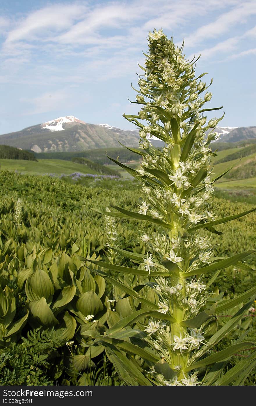 Wildflower growing in High Mountain meadow. Wildflower growing in High Mountain meadow