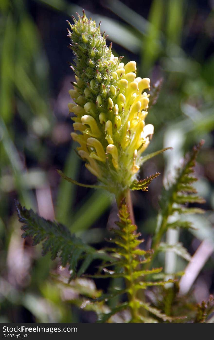 Early mountain spring wild flower. Early mountain spring wild flower