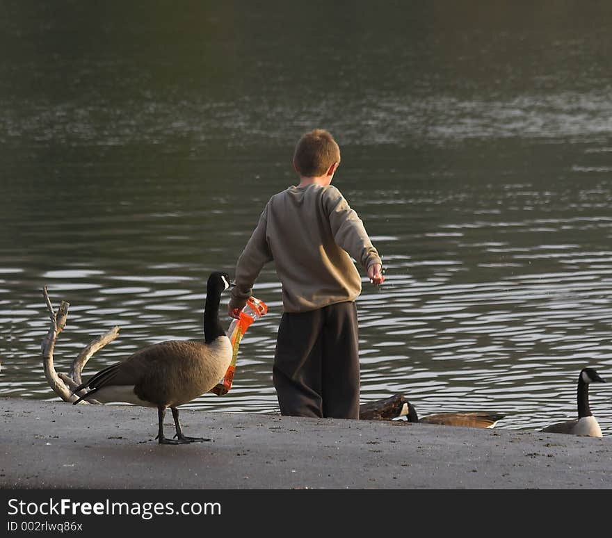 Child feeding canadian geese at a local lake. Child feeding canadian geese at a local lake