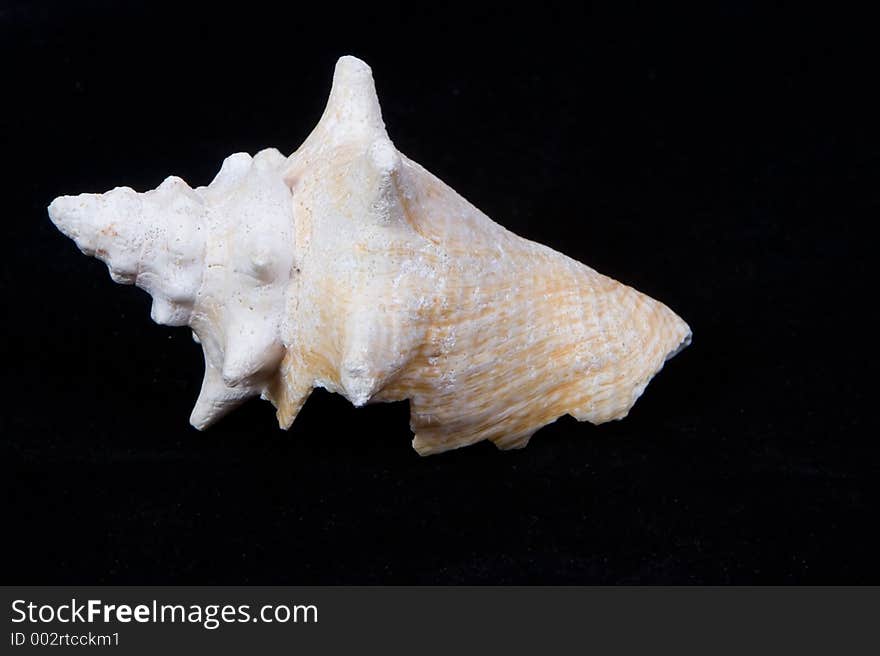 An isolated sea shell. An isolated sea shell