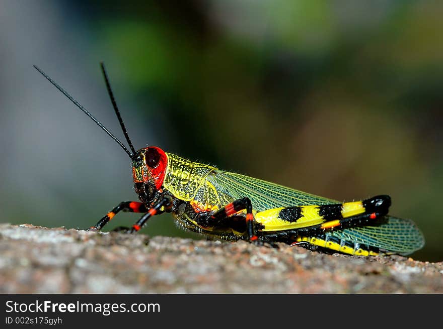 Coloured grasshopper