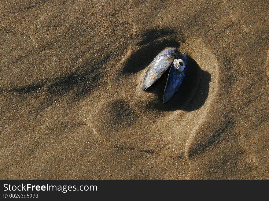 Mussel shell