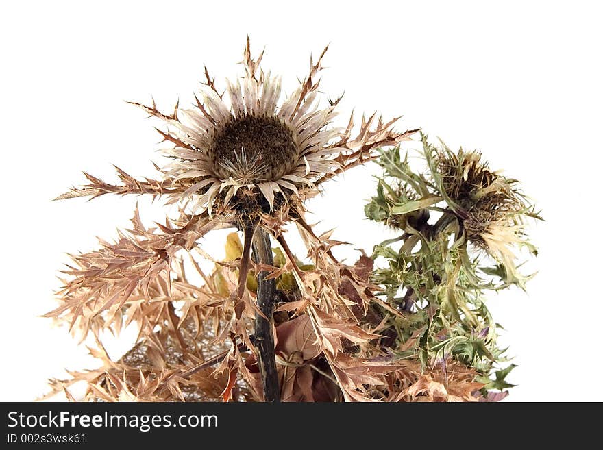 Dried Thistles