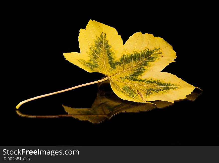 Golden autumn leaf on a black reflective background. Golden autumn leaf on a black reflective background.