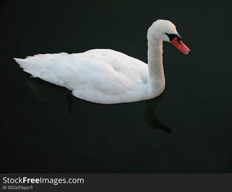 Swan