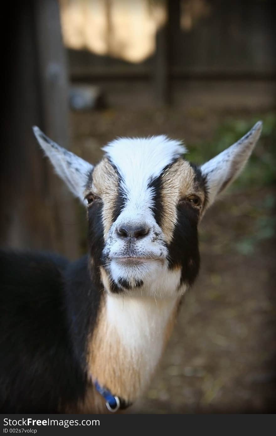 Nigerian Dwarf Goat, Spook-Boo