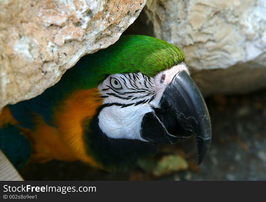 Colorful parrot portrait