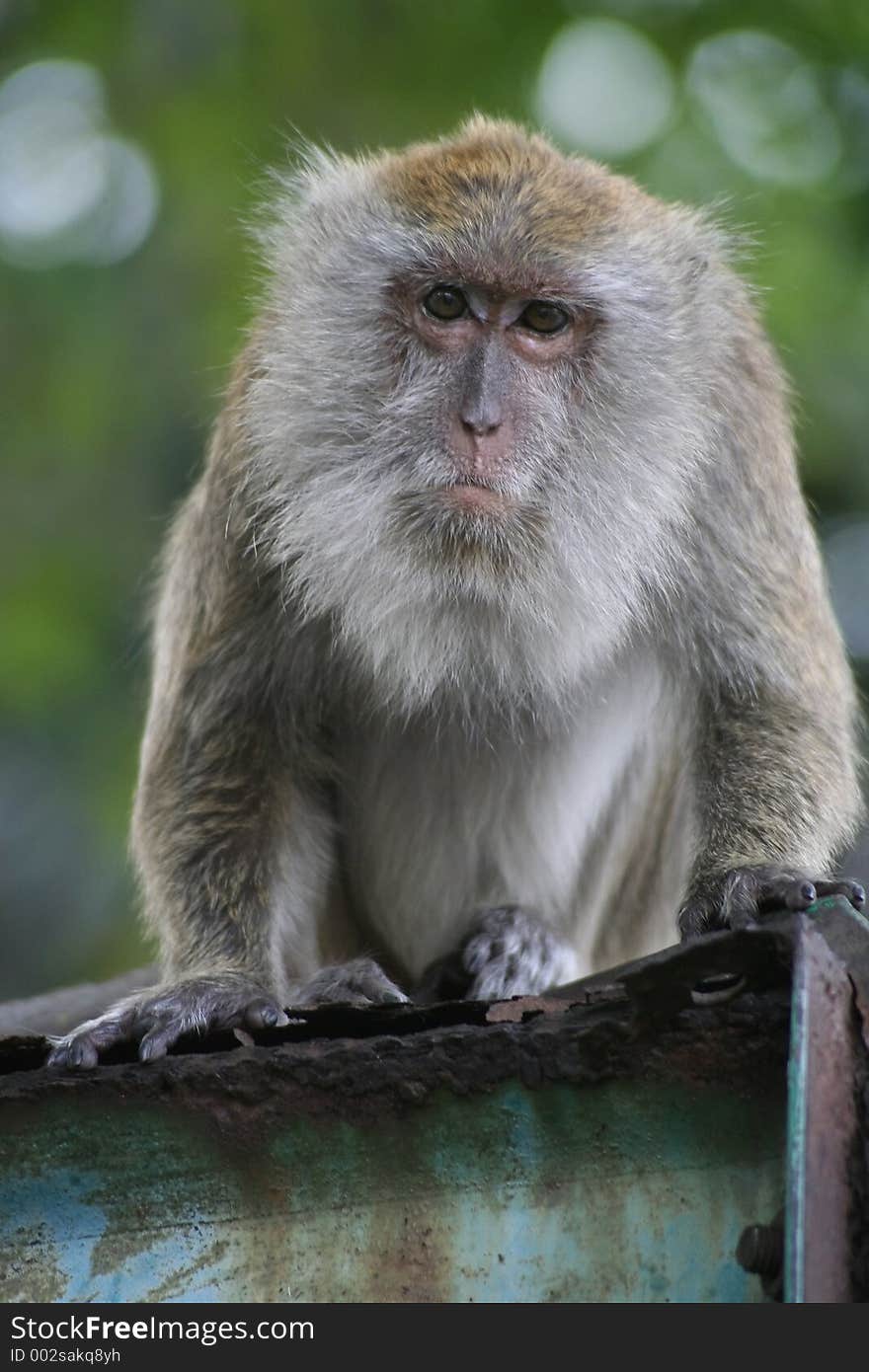 Monkey i the park of Kuala Lumpur, Malaysia. Monkey i the park of Kuala Lumpur, Malaysia