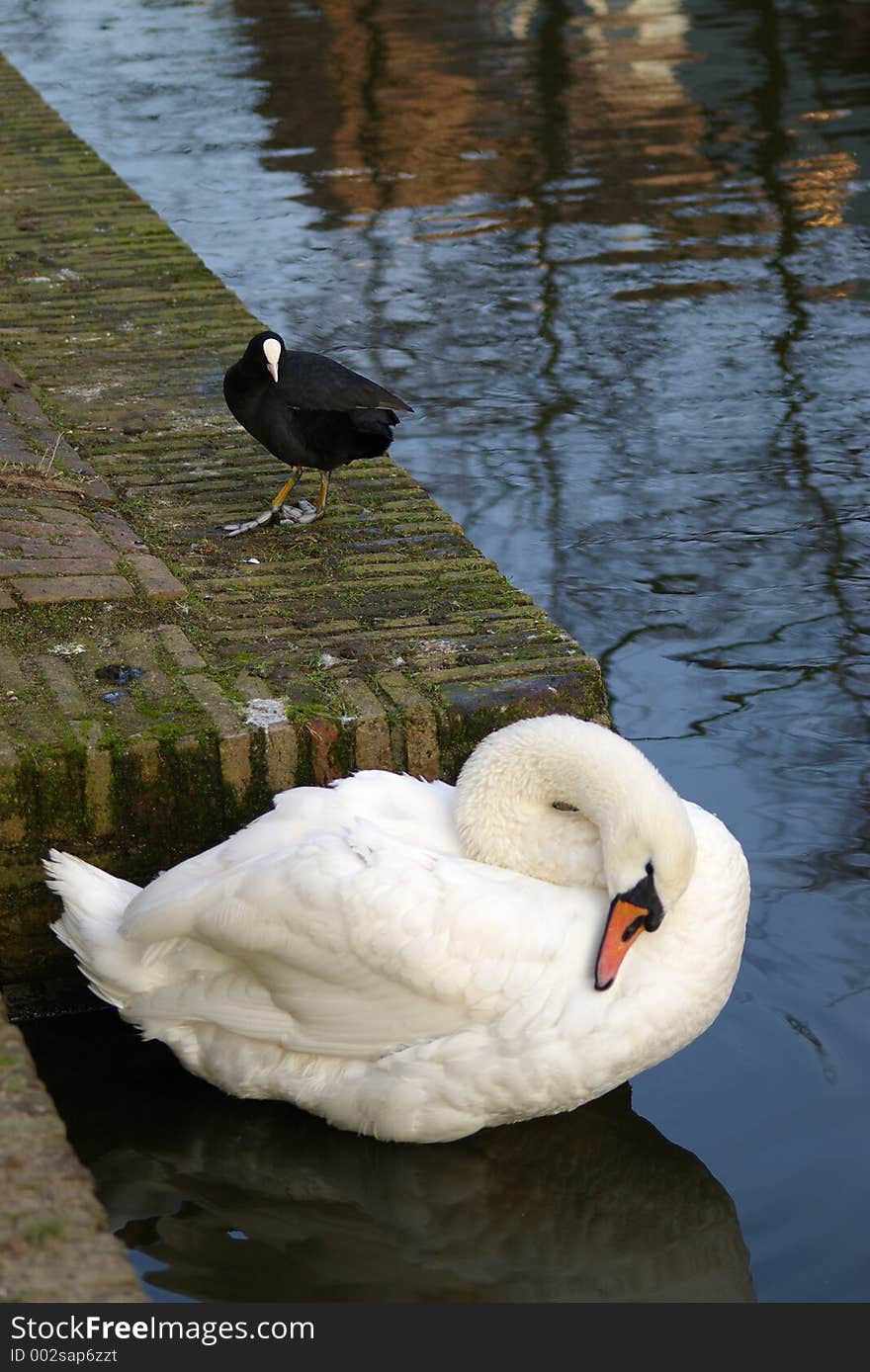 White swan and black water bird on the side of the pond.