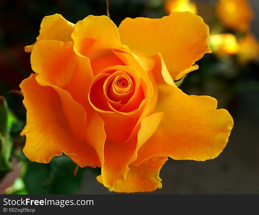 Yellow Rose