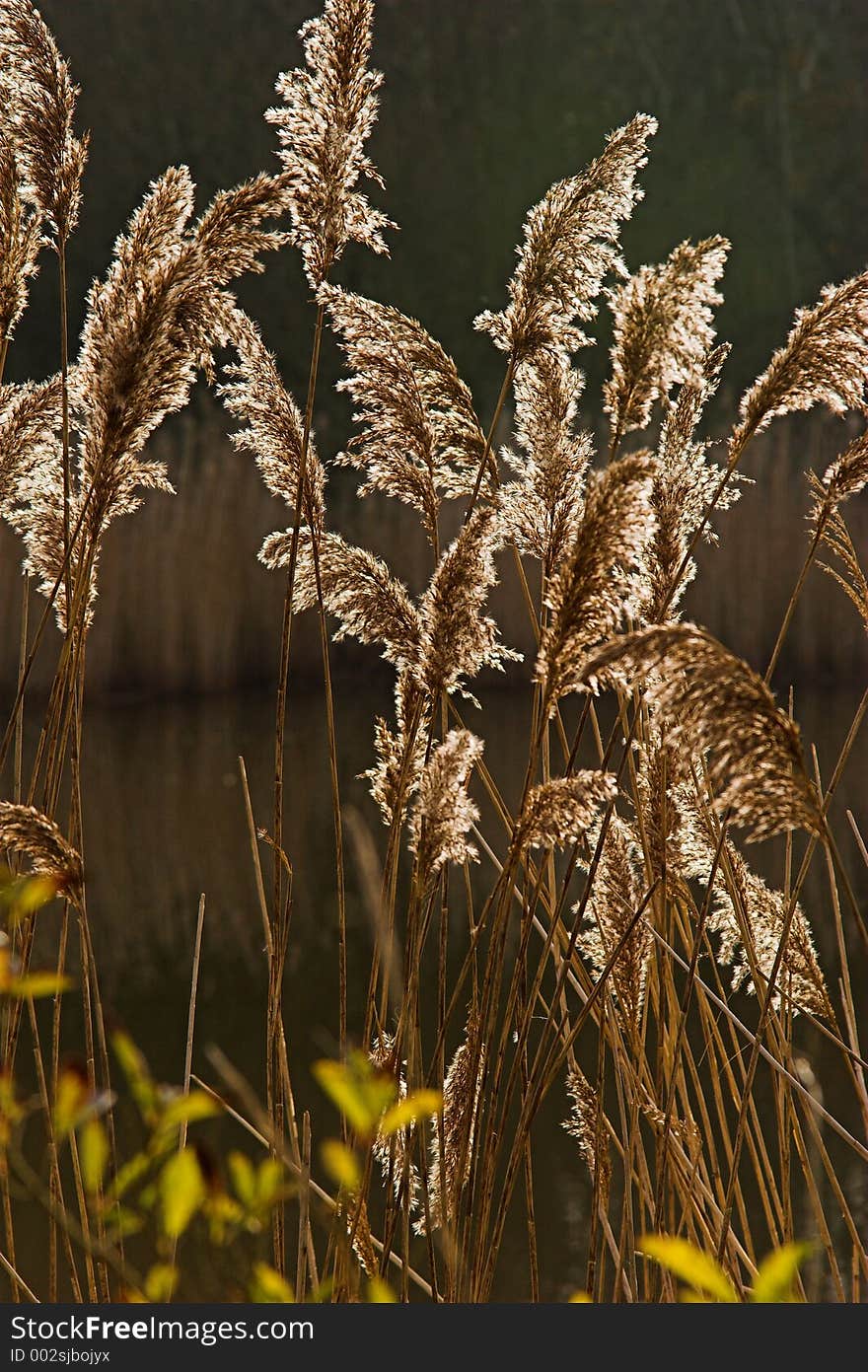 Backlit reed heads in sunlite. Backlit reed heads in sunlite