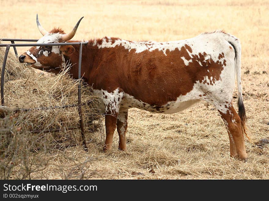 Longhorn Cow Eating Hay